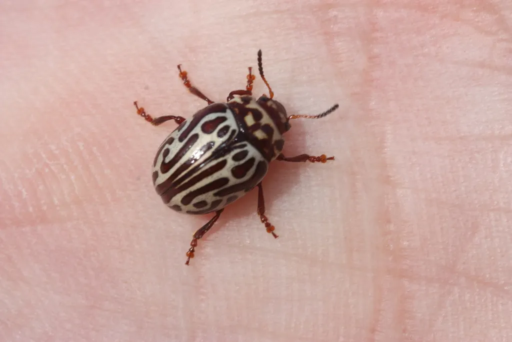 Calligrapha wickhami - photo 2