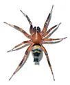 Callilepis imbecilla