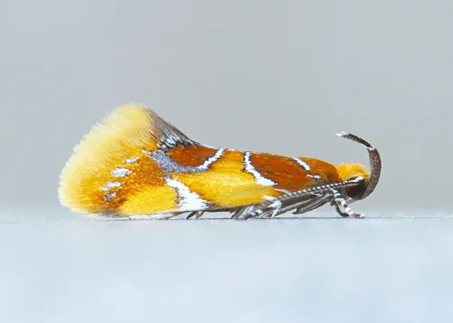 Orange-headed Callima Moth