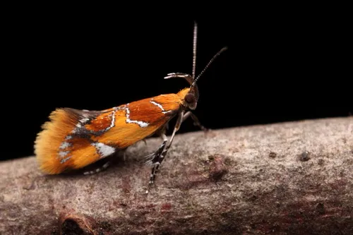 Orange-headed Callima Moth - photo 5