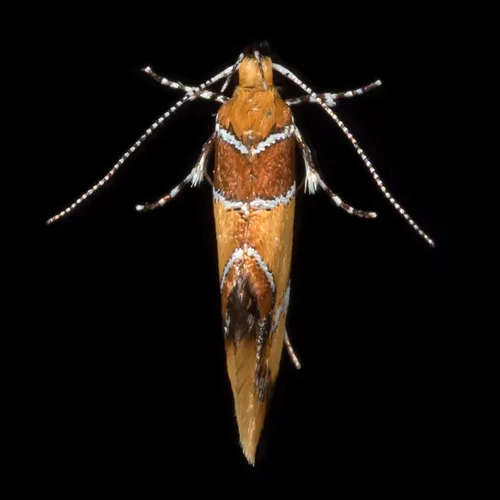 Orange-headed Callima Moth - photo 6
