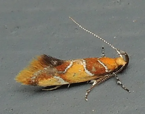 Orange-headed Callima Moth - photo 7