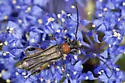 Callimoxys fuscipennis - Callimoxys fuscipennis