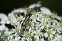 Callimoxys fuscipennis - photo 2