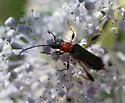 Callimoxys fuscipennis - photo 4