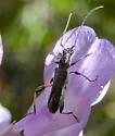 Callimoxys fuscipennis - photo 5