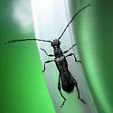 Callimoxys nigrinus