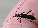 Callimoxys nigrinus - photo 2