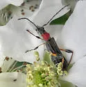 Callimoxys ocularis