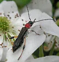 Callimoxys ocularis - photo 2