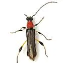 Callimoxys ocularis - photo 3