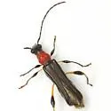 Callimoxys ocularis - photo 4