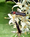 Callimoxys ocularis - photo 5