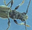 Callimoxys sanguinicollis