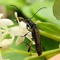 Callimoxys sanguinicollis - photo 2