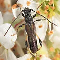 Callimoxys sanguinicollis - photo 4