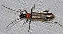 Callimoxys sanguinicollis - photo 5