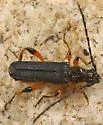 Callimus cyanipennis