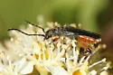 Callimus cyanipennis - photo 3