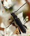 Callimus cyanipennis - photo 4