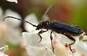 Callimus cyanipennis - photo 5