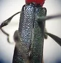 Callimus ruficollis - photo 2