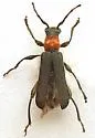 Callimus ruficollis - photo 3