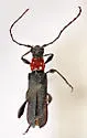 Callimus ruficollis - photo 4