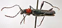 Callimus ruficollis - photo 5