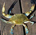 Atlantic Blue Crab