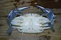 Atlantic Blue Crab - photo 3