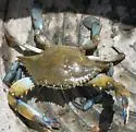 Atlantic Blue Crab - photo 4