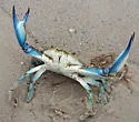 Atlantic Blue Crab - photo 5