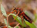 Red Goldenrobber