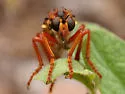 Red Goldenrobber - photo 2