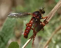 Red Goldenrobber - photo 4