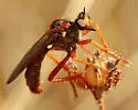 Red Goldenrobber - photo 5