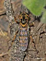Northern Goldenrobber - photo 2
