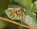 Northern Goldenrobber - photo 3