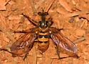 Northern Goldenrobber - photo 4