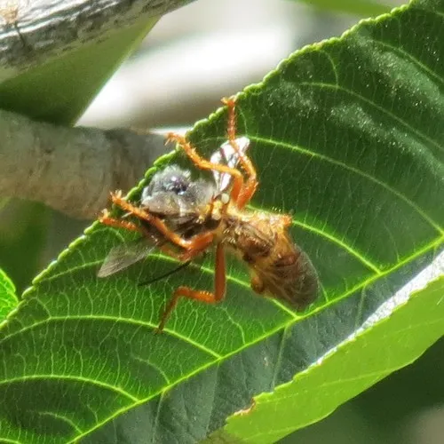 Stripe-backed Goldenrobber