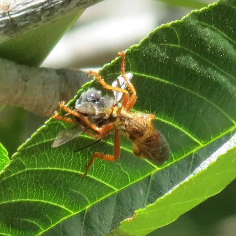 Stripe-backed Goldenrobber - photo 2