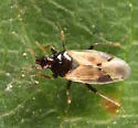 Calliodis temnostethoides