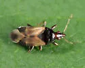 Calliodis temnostethoides - photo 3