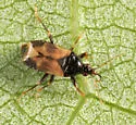 Calliodis temnostethoides - photo 4