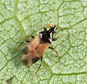 Calliodis temnostethoides - photo 5