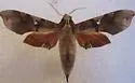 Callionima falcifera - Hodges#7845