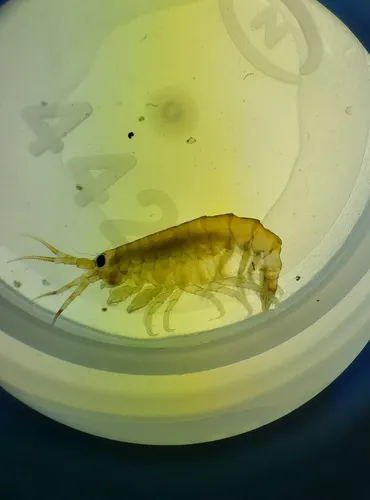 Planktonic Amphipod