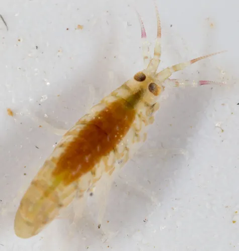 Planktonic Amphipod - photo 4