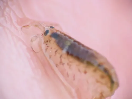 Planktonic Amphipod - photo 5